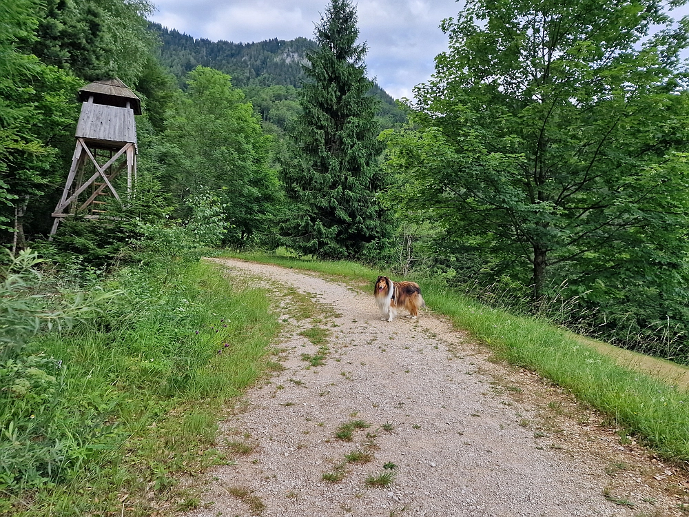 Slika je vidna v Google Chromu.