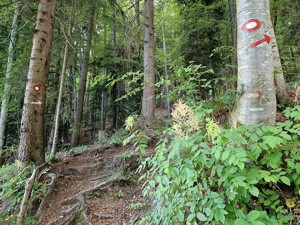 Slika je vidna v Google Chromu.