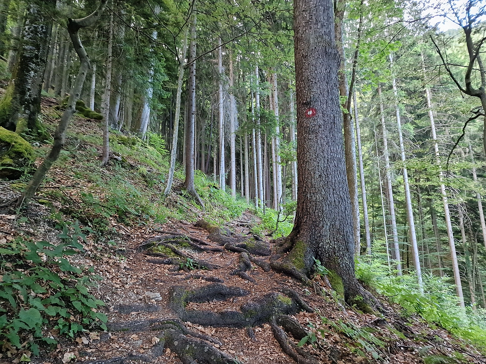 Slika je vidna v Google Chromu.