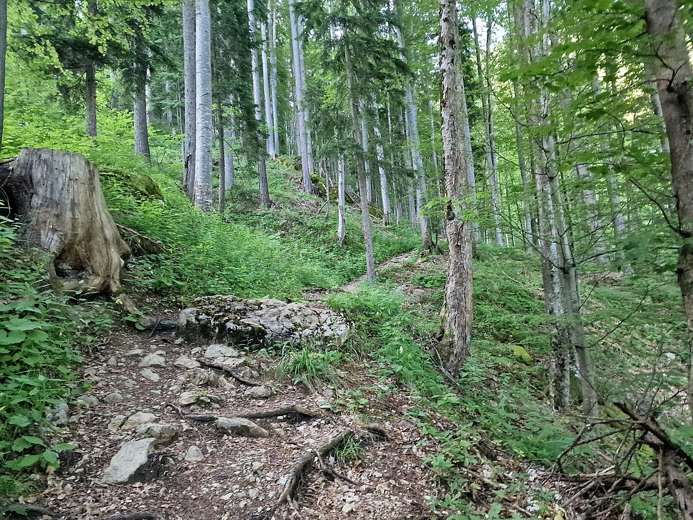 Slika je vidna v Google Chromu.