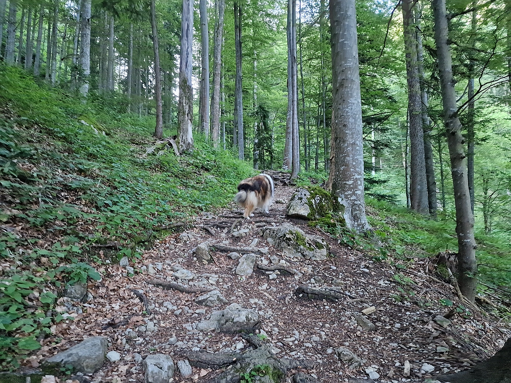 Slika je vidna v Google Chromu.