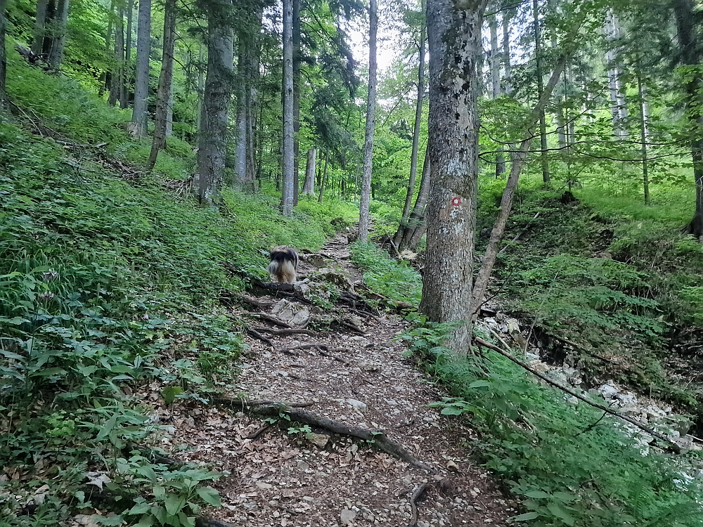 Slika je vidna v Google Chromu.