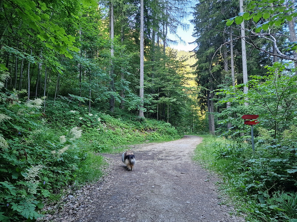 Slika je vidna v Google Chromu.