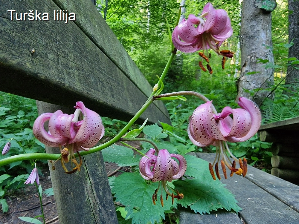 Slika je vidna v Google Chromu.