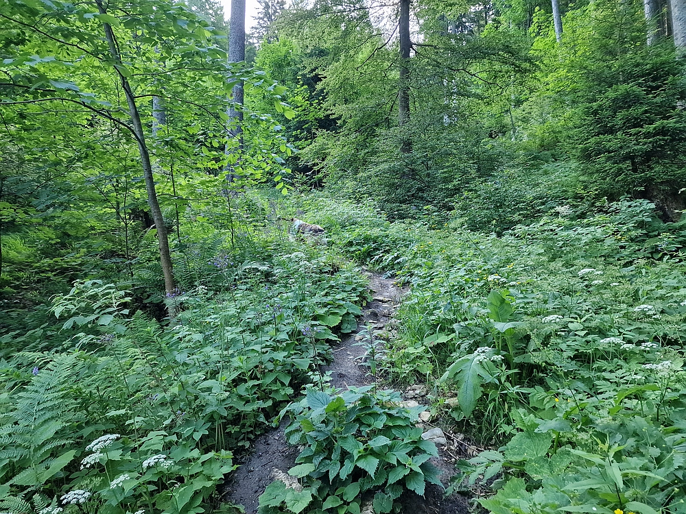 Slika je vidna v Google Chromu.