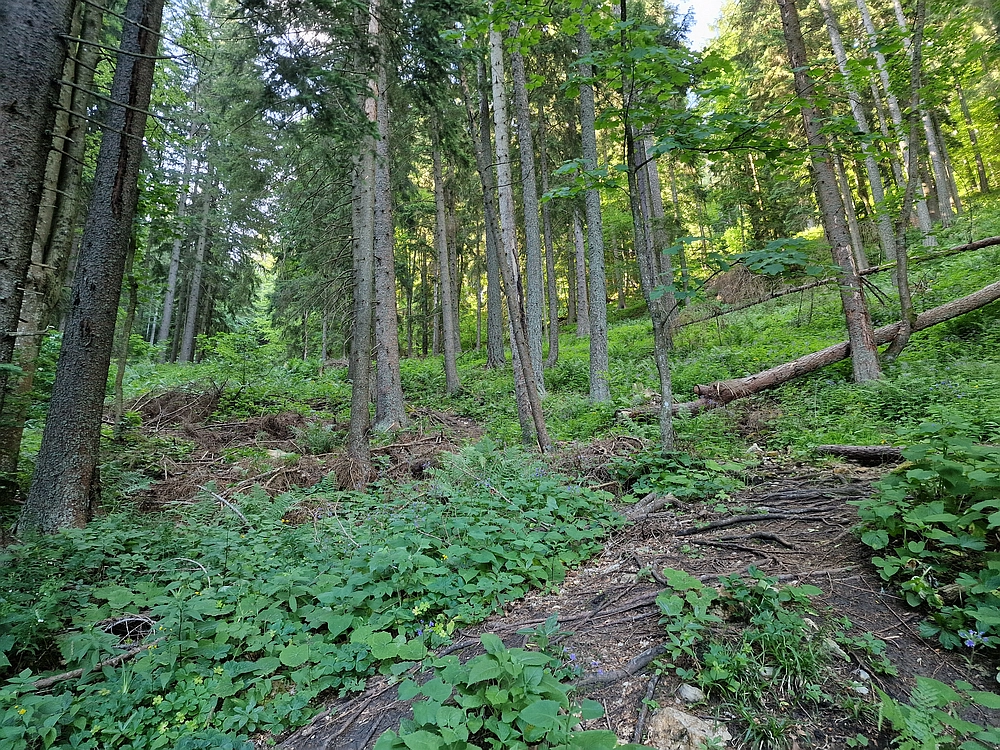 Slika je vidna v Google Chromu.