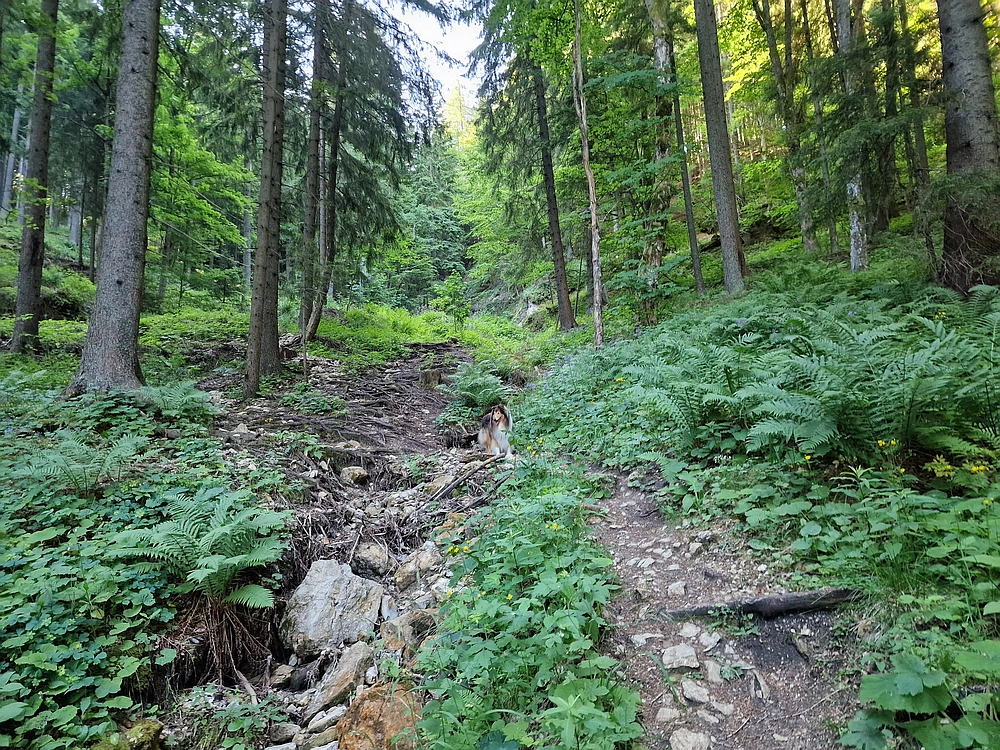 Slika je vidna v Google Chromu.