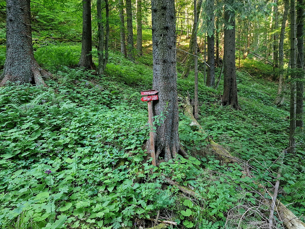 Slika je vidna v Google Chromu.