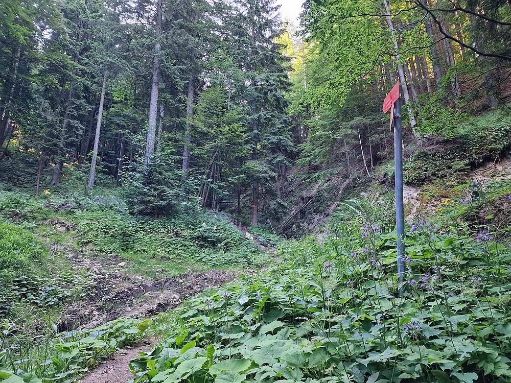 Slika je vidna v Google Chromu.