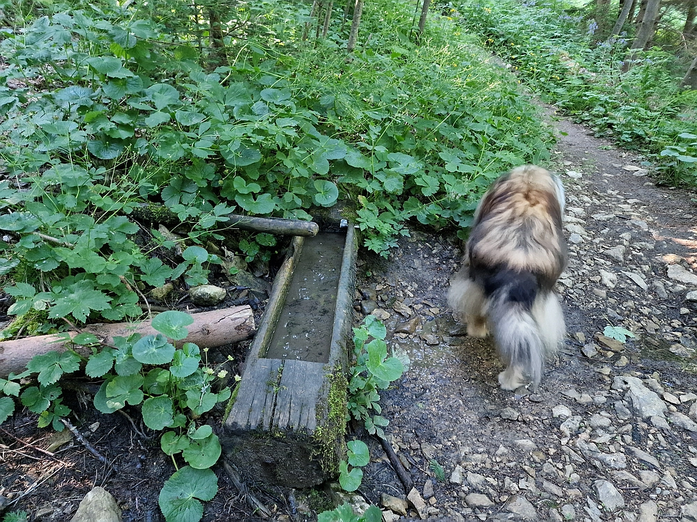 Slika je vidna v Google Chromu.