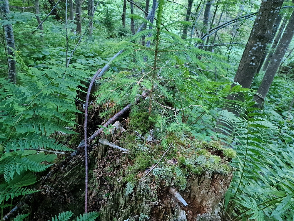 Slika je vidna v Google Chromu.