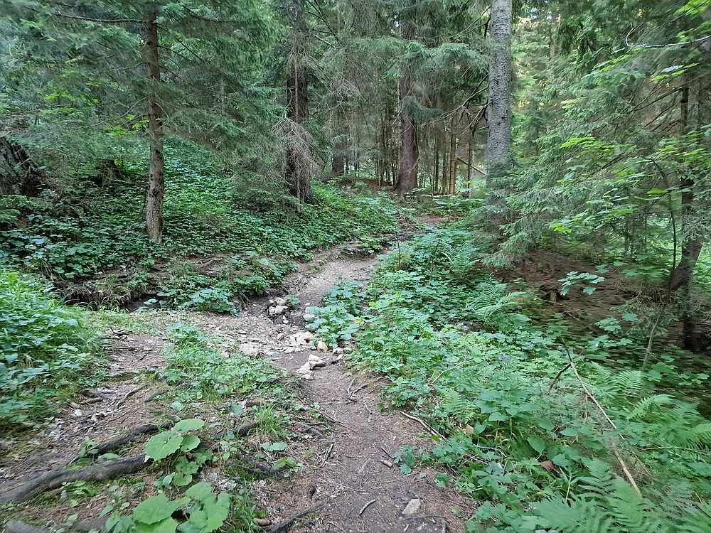 Slika je vidna v Google Chromu.