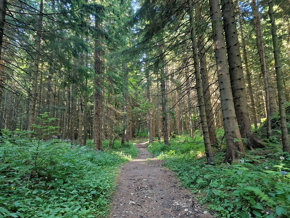 Slika je vidna v Google Chromu.