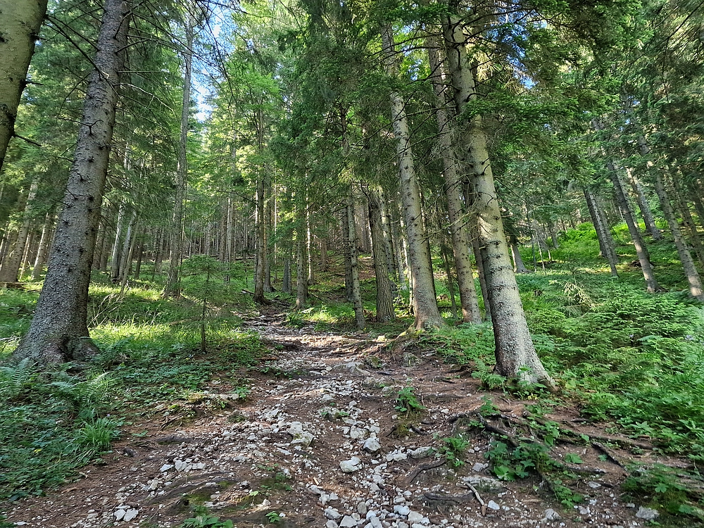 Slika je vidna v Google Chromu.