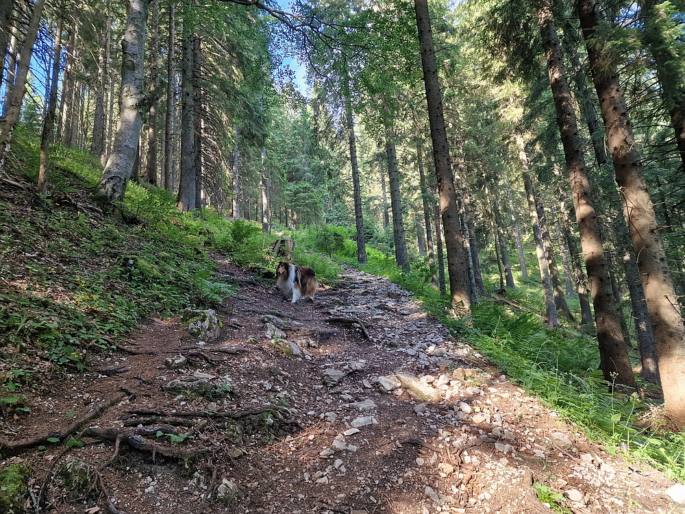 Slika je vidna v Google Chromu.