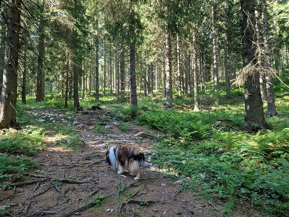 Slika je vidna v Google Chromu.