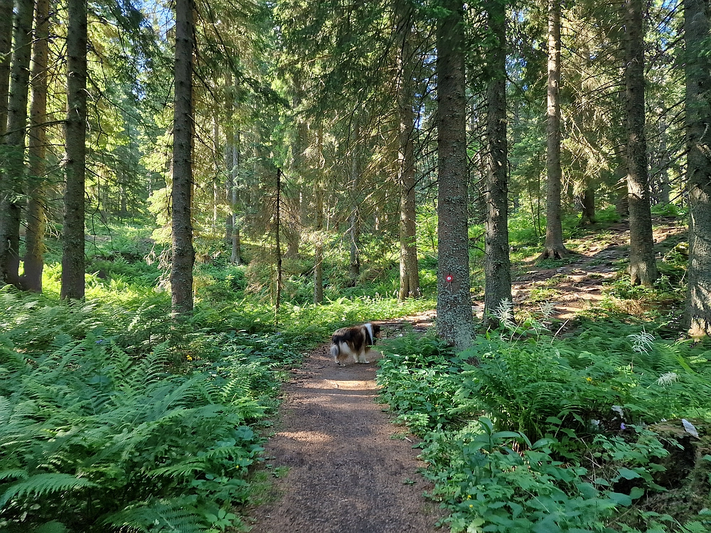 Slika je vidna v Google Chromu.
