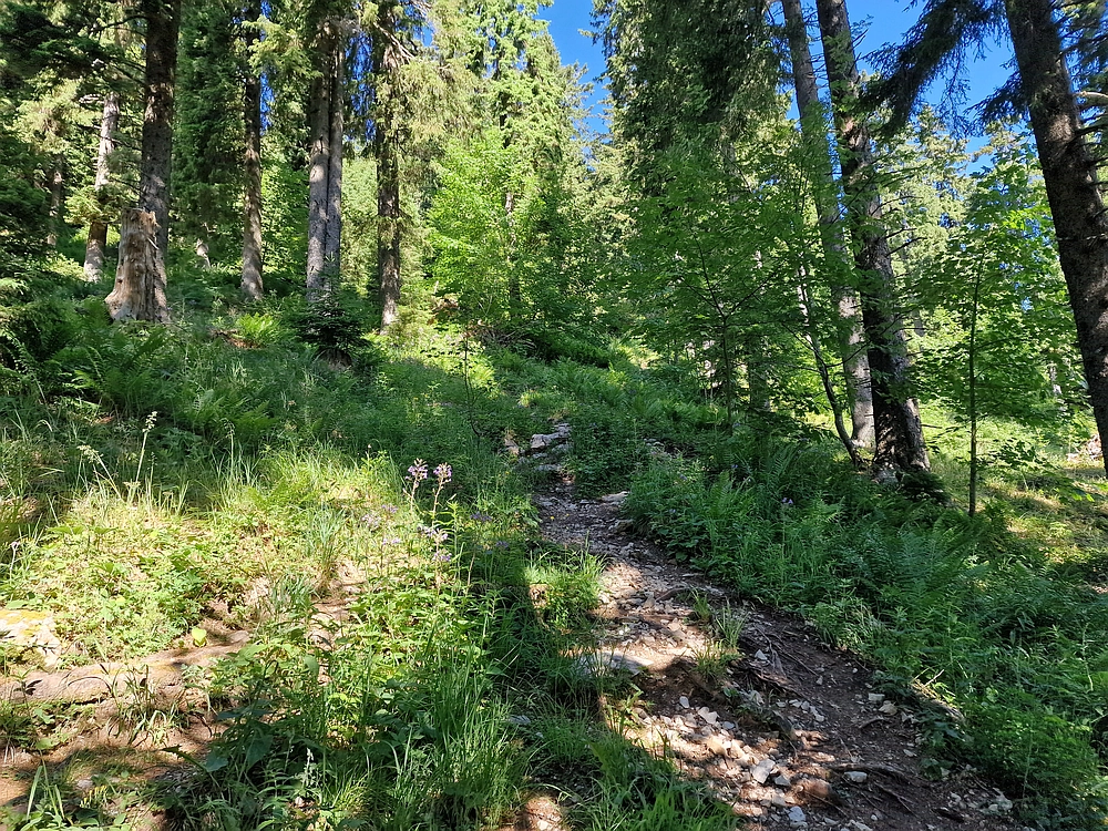 Slika je vidna v Google Chromu.