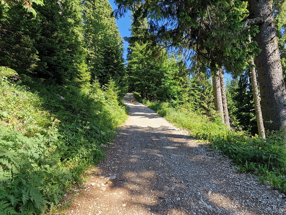 Slika je vidna v Google Chromu.