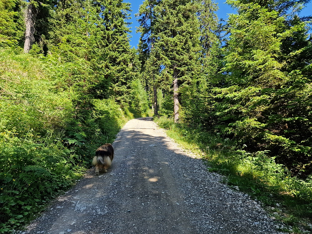 Slika je vidna v Google Chromu.