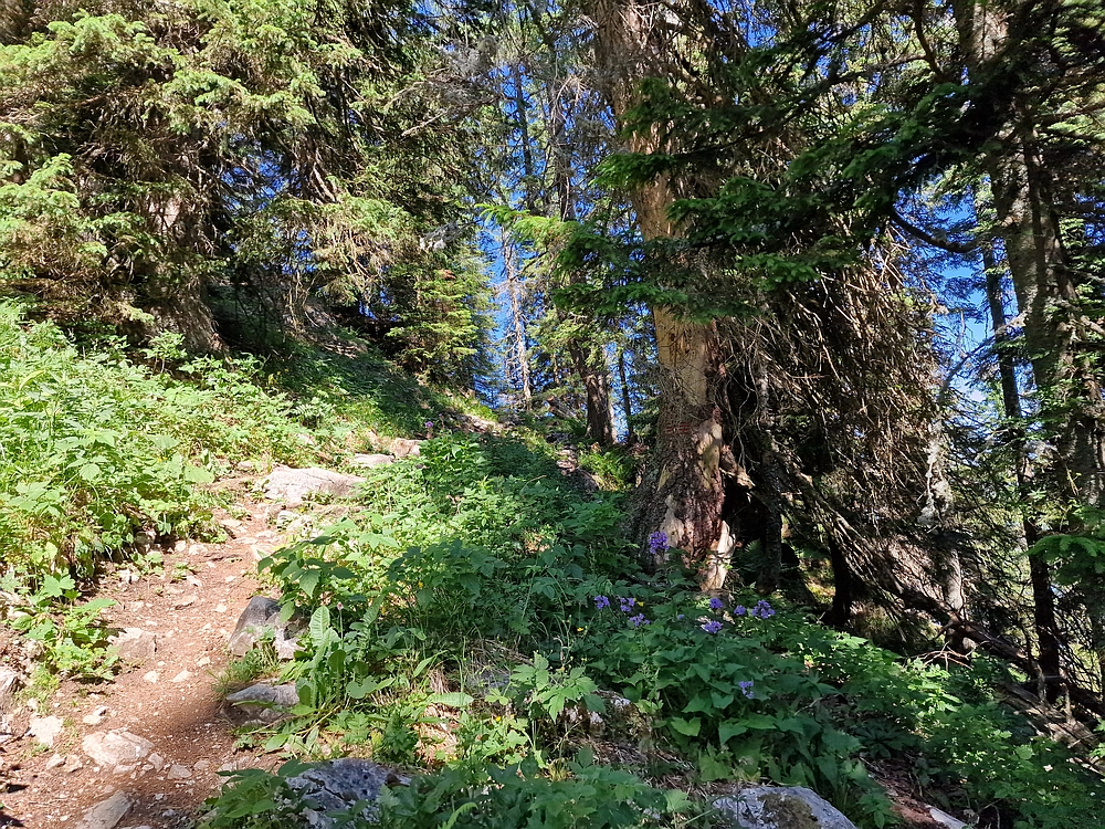 Slika je vidna v Google Chromu.