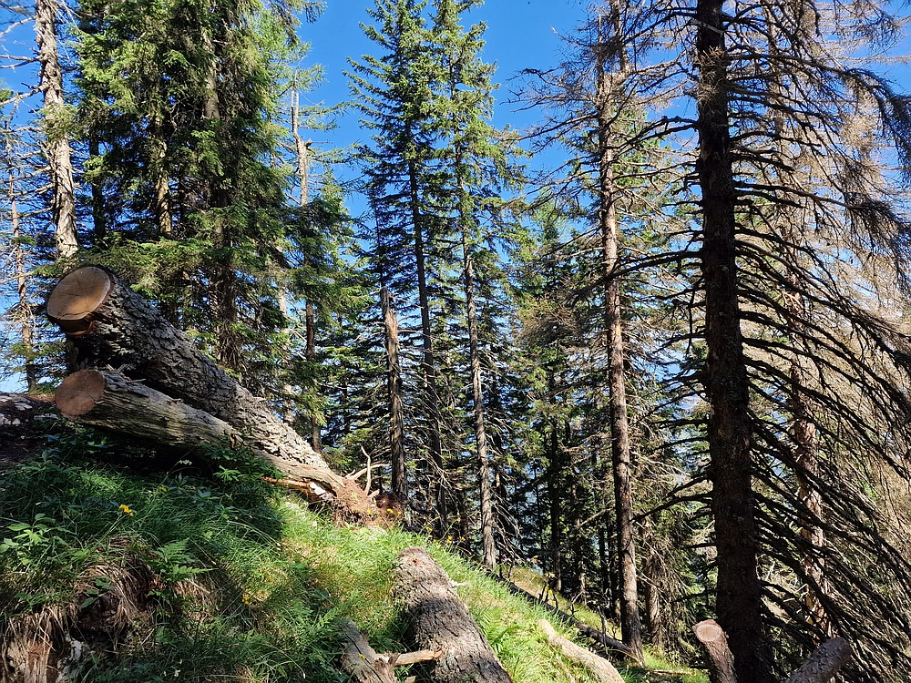 Slika je vidna v Google Chromu.