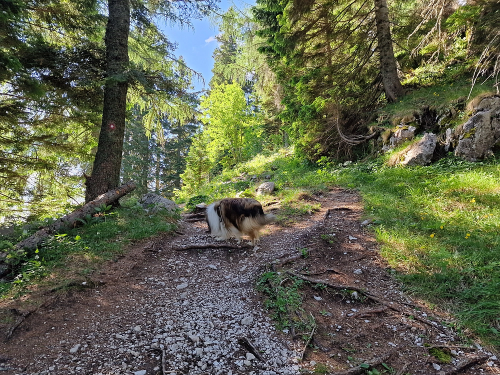 Slika je vidna v Google Chromu.