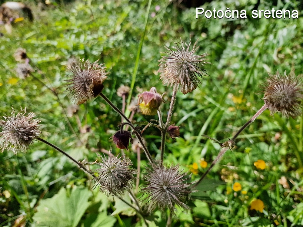 Slika je vidna v Google Chromu.