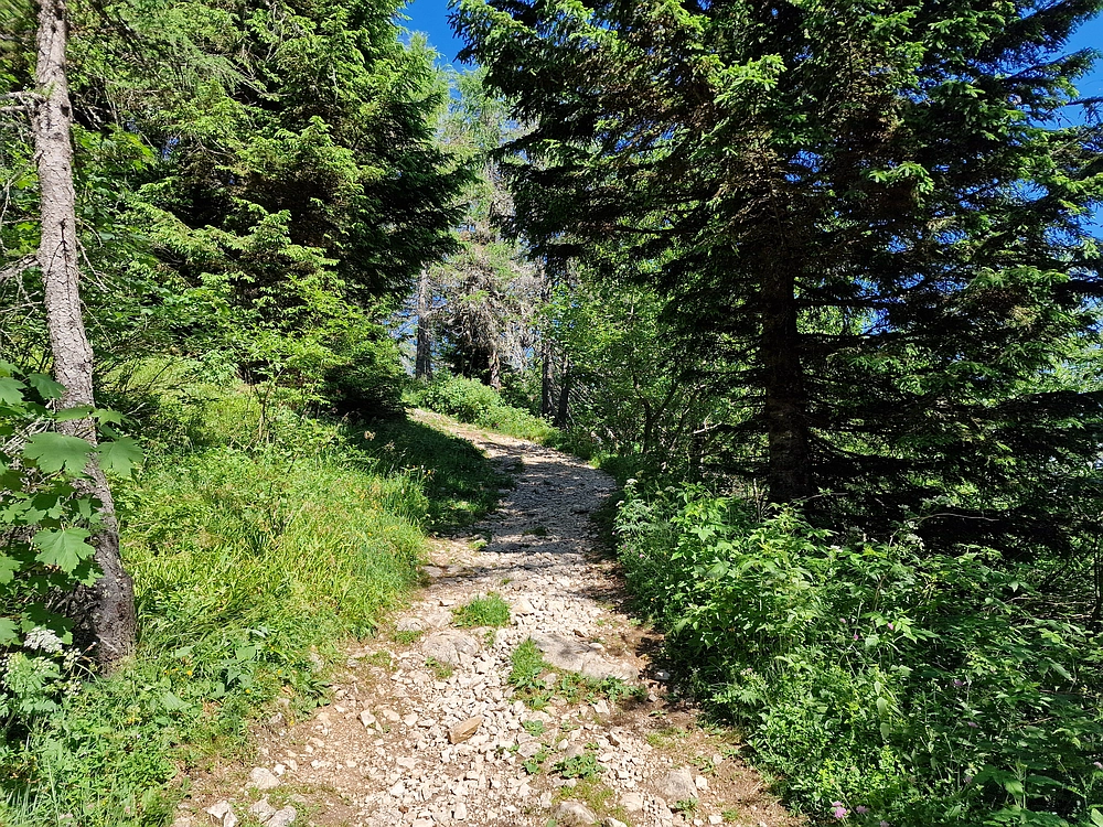 Slika je vidna v Google Chromu.