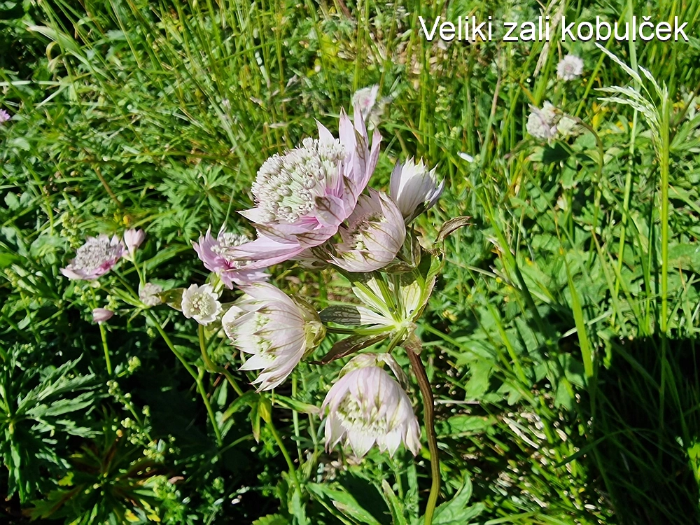 Slika je vidna v Google Chromu.