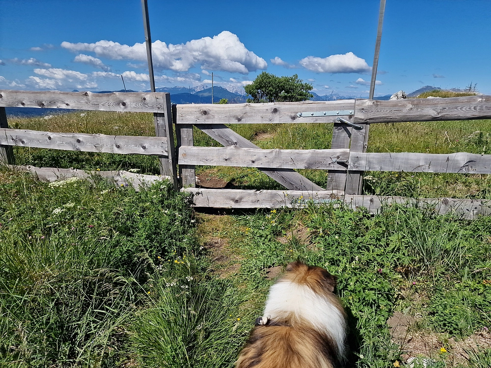 Slika je vidna v Google Chromu.