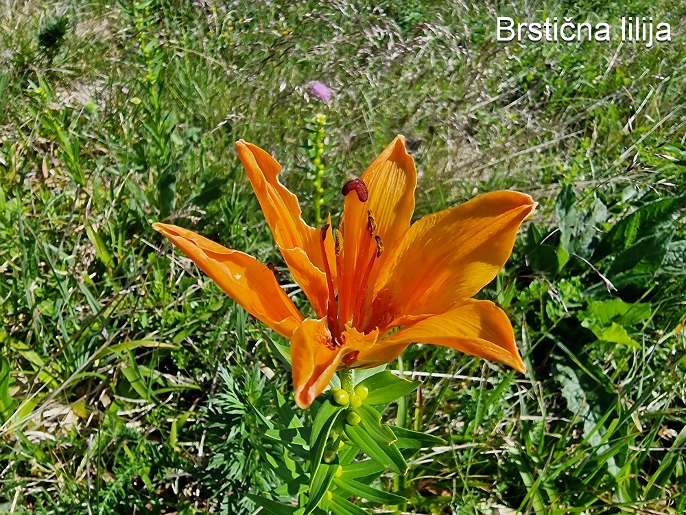 Slika je vidna v Google Chromu.