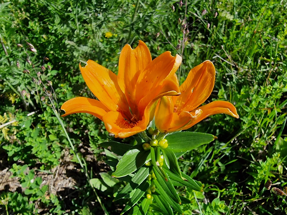 Slika je vidna v Google Chromu.