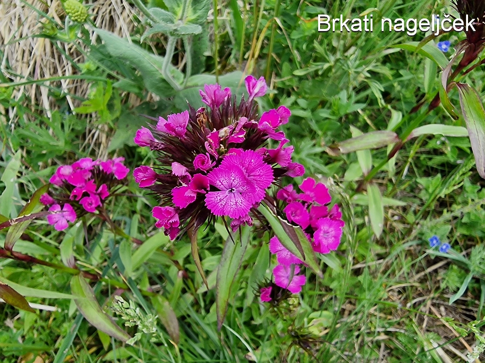 Slika je vidna v Google Chromu.