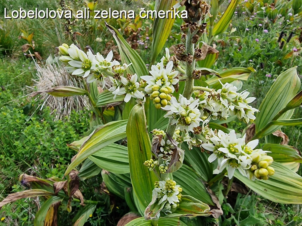 Slika je vidna v Google Chromu.