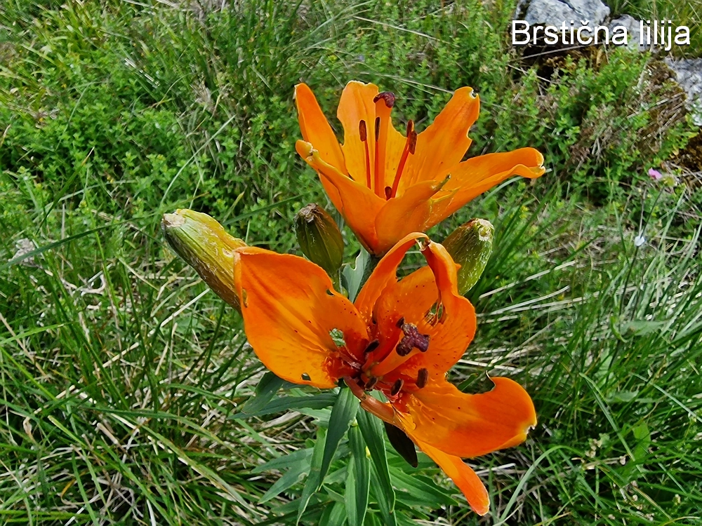 Slika je vidna v Google Chromu.