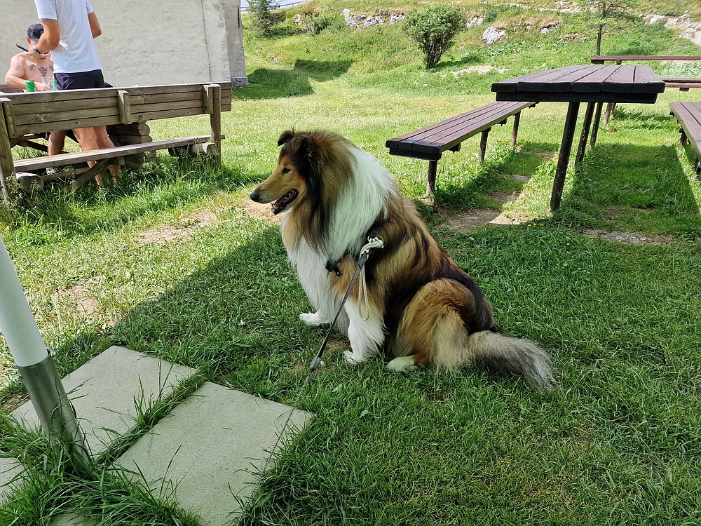 Slika je vidna v Google Chromu.