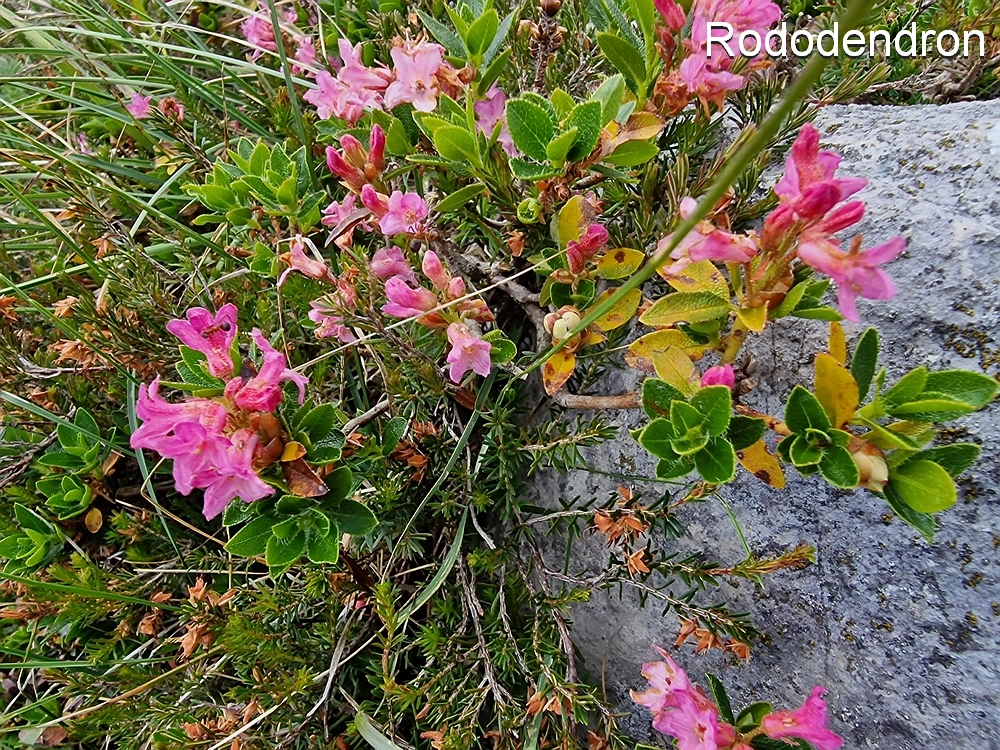 Slika je vidna v Google Chromu.