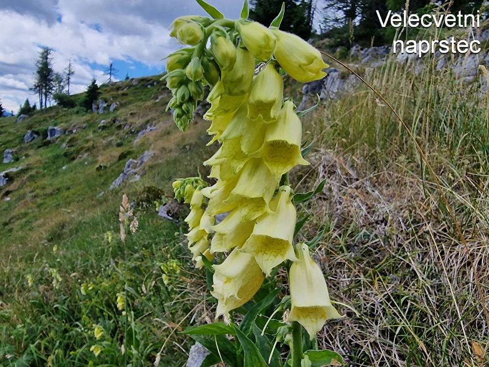 Slika je vidna v Google Chromu.