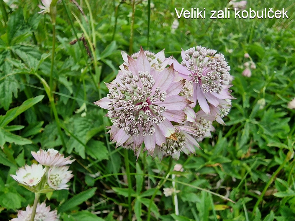 Slika je vidna v Google Chromu.