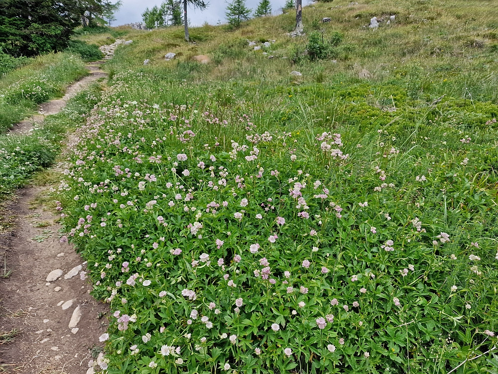 Slika je vidna v Google Chromu.