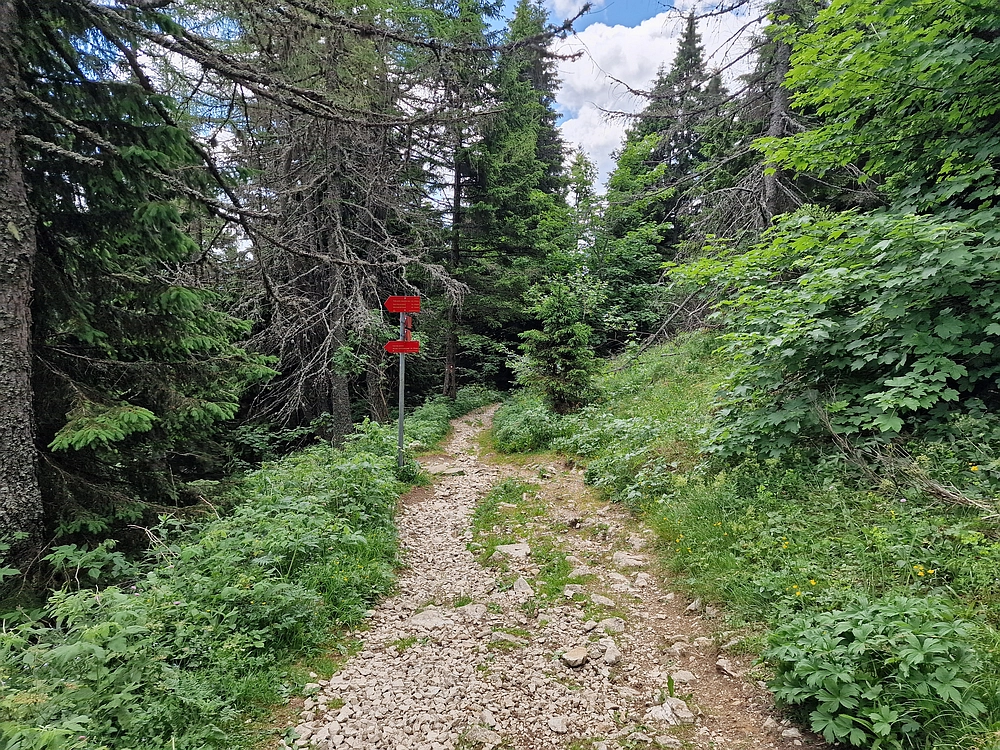 Slika je vidna v Google Chromu.