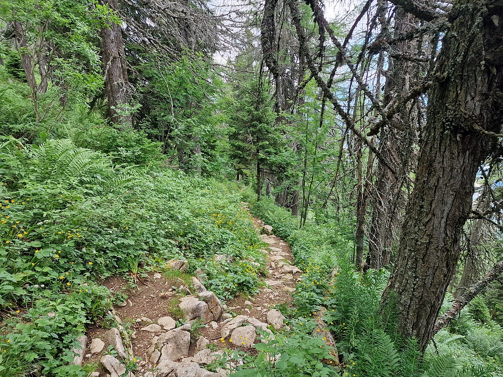 Slika je vidna v Google Chromu.