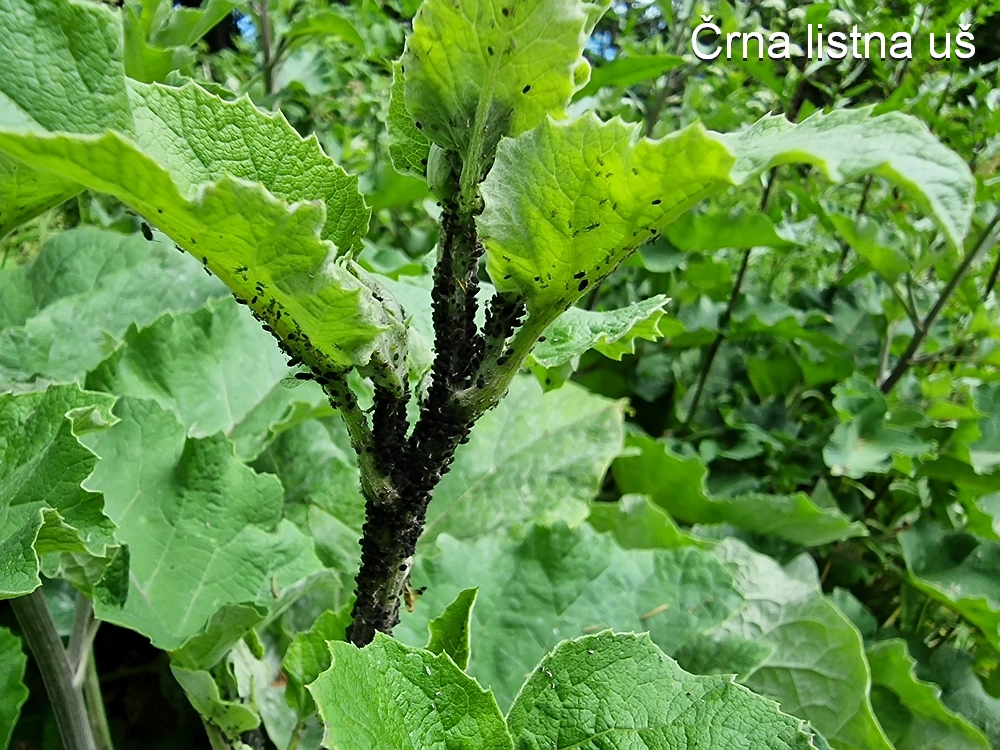 Slika je vidna v Google Chromu.