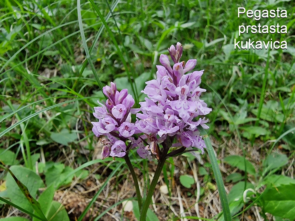 Slika je vidna v Google Chromu.