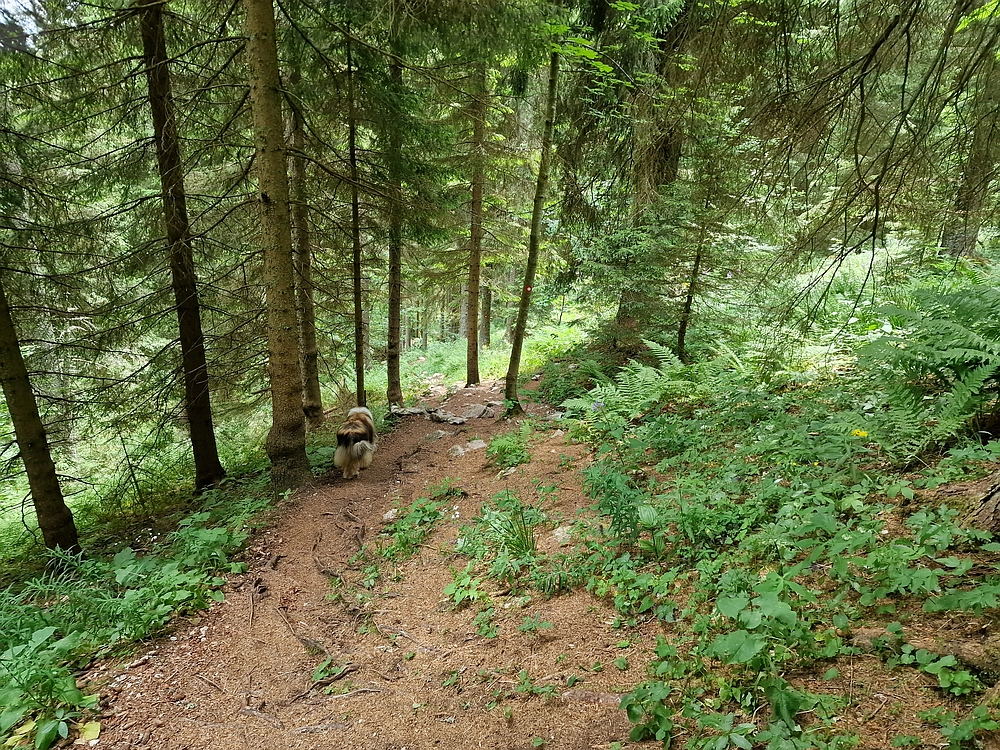 Slika je vidna v Google Chromu.