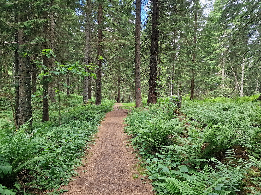 Slika je vidna v Google Chromu.