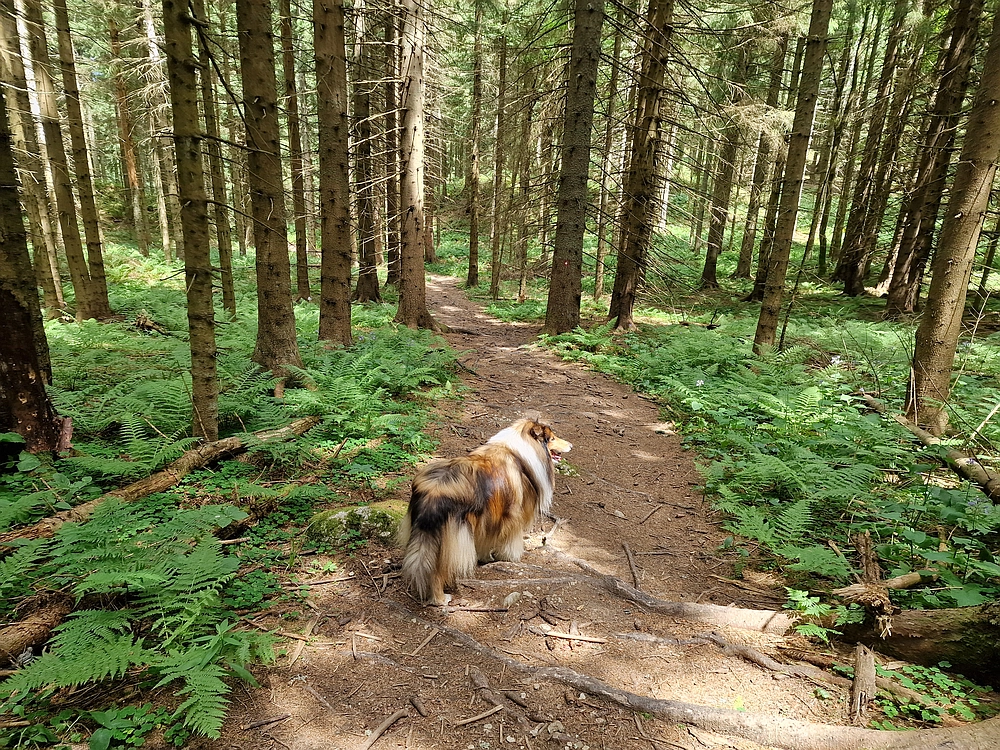 Slika je vidna v Google Chromu.
