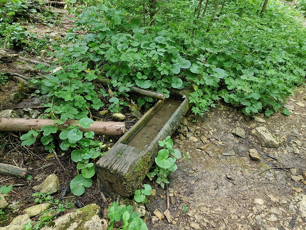 Slika je vidna v Google Chromu.