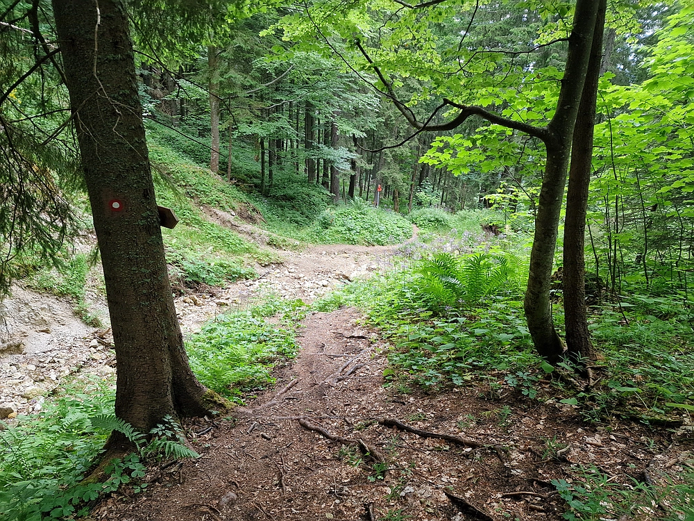 Slika je vidna v Google Chromu.